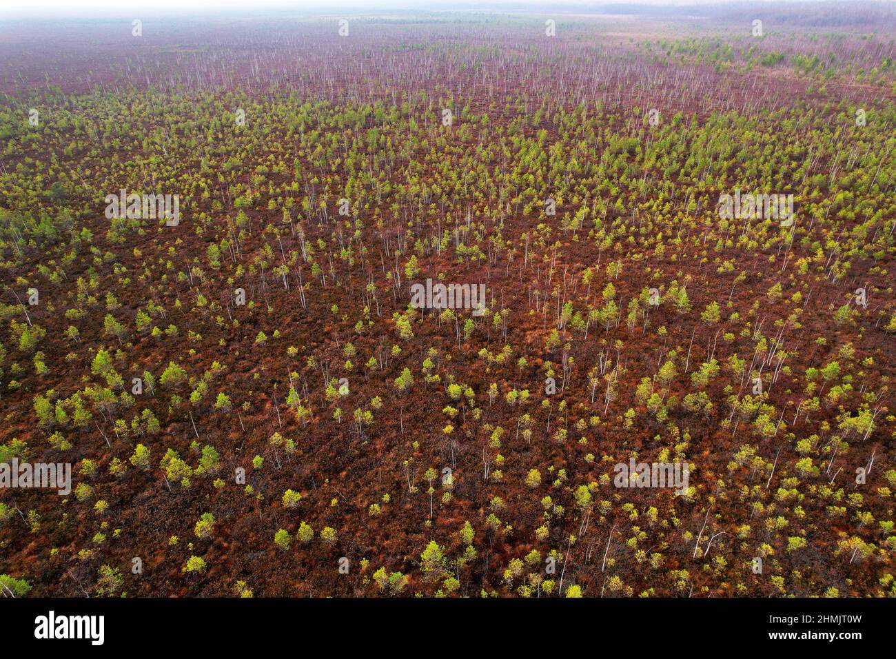 Swamp with small spruce and pine trees. Wild mire landscape. East