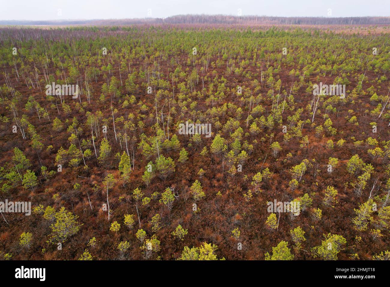 Swamp gases hires stock photography and images Alamy