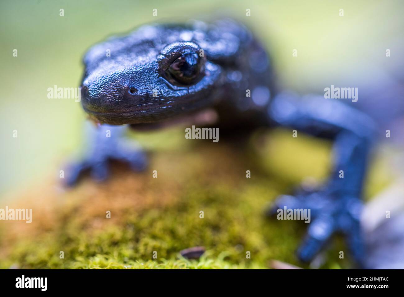 Alpine salamander (Salamandra atra atra) is a shiny black salamander found in the Alps. Stock Photo