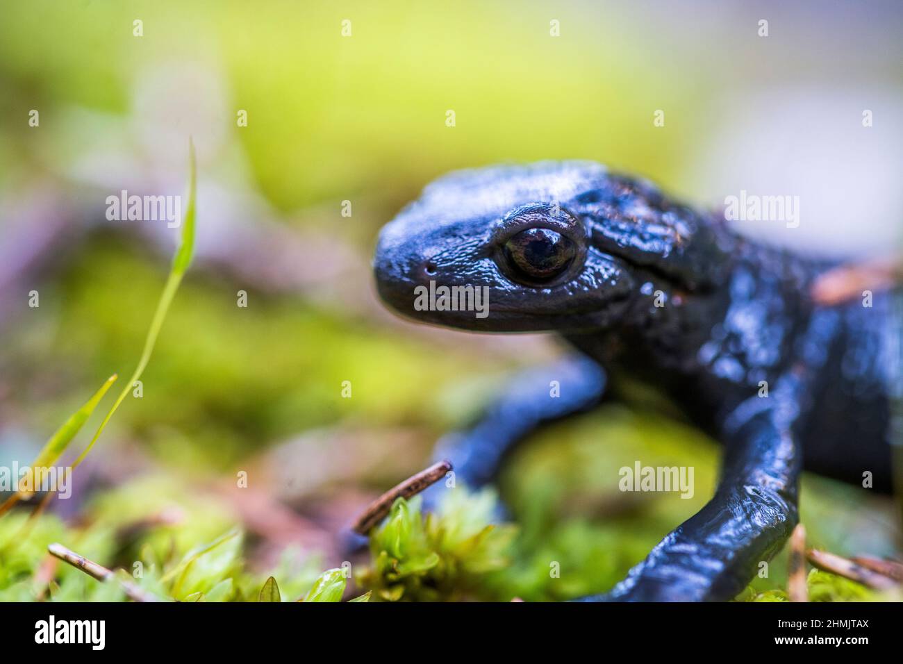 Alpine salamander (Salamandra atra atra) is a shiny black salamander found in the Alps. Stock Photo
