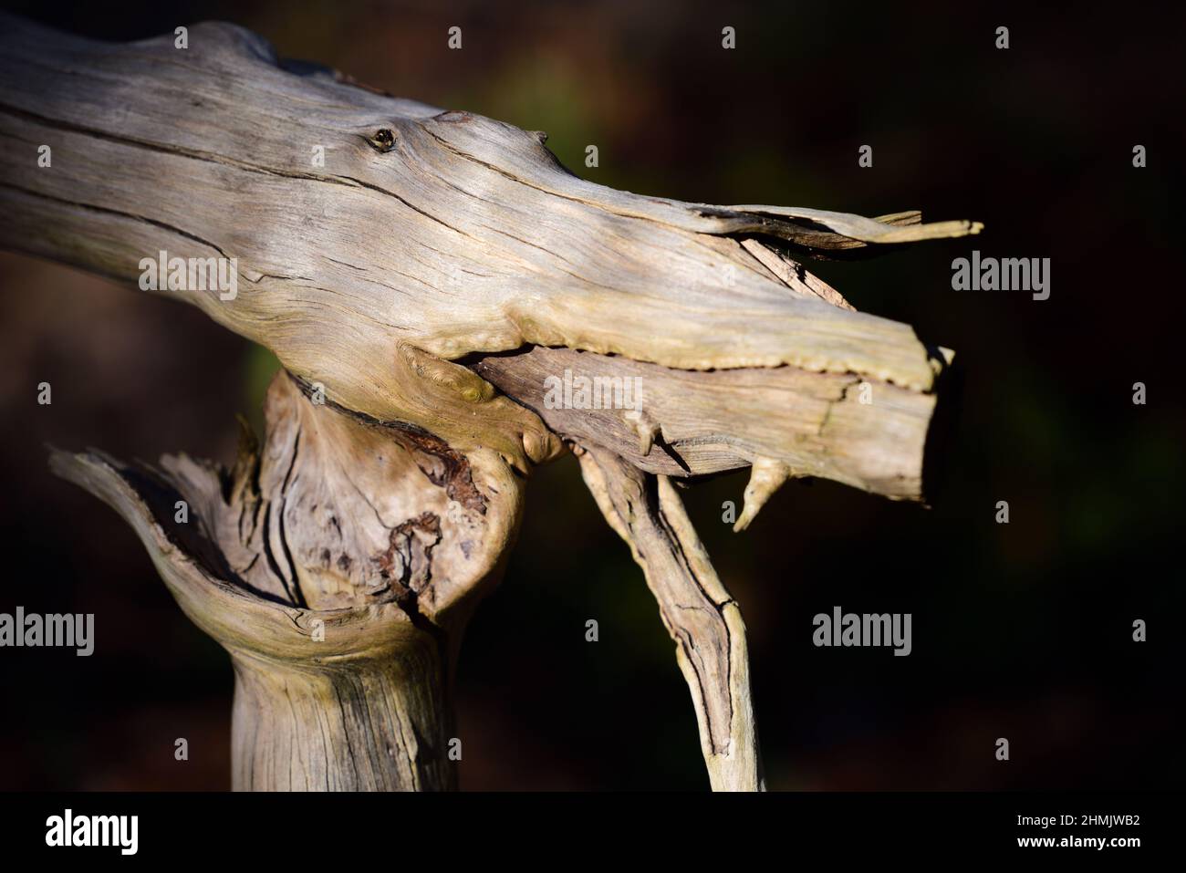 An old pale piece of wood from the root of a tree happens to be in the shape of a dragon's head with its mouth open, against a dark background in natu Stock Photo