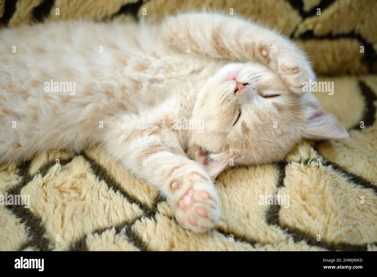 cute sleepy shorthair kitten shows its fluffy belly and pink paws to camera Stock Photo