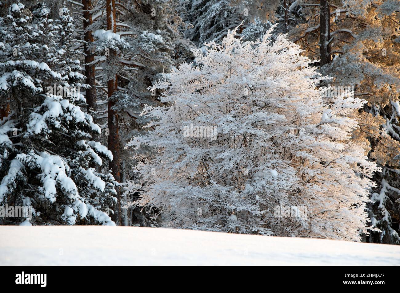 Snow covered shadbush, Amelanchier, in winter landscape Stock Photo