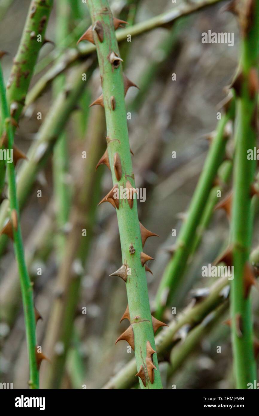 Closeup of thorns of rose. Macro. Whole background Stock Photo Alamy