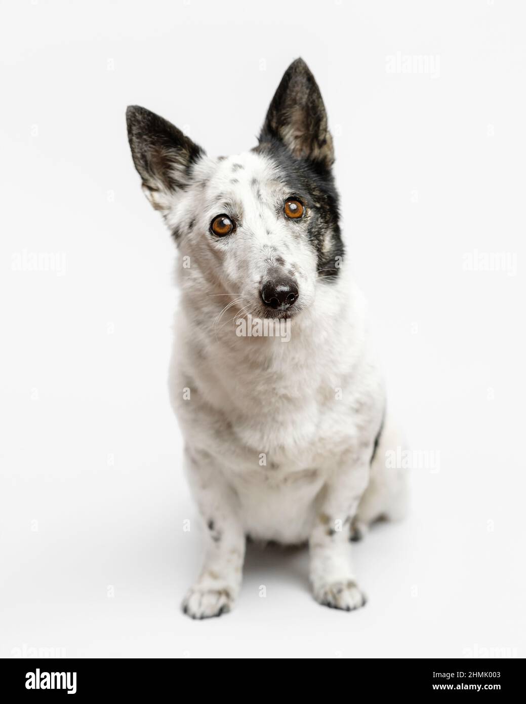 Portrait of a cute small black and white dog sitting on a white ...