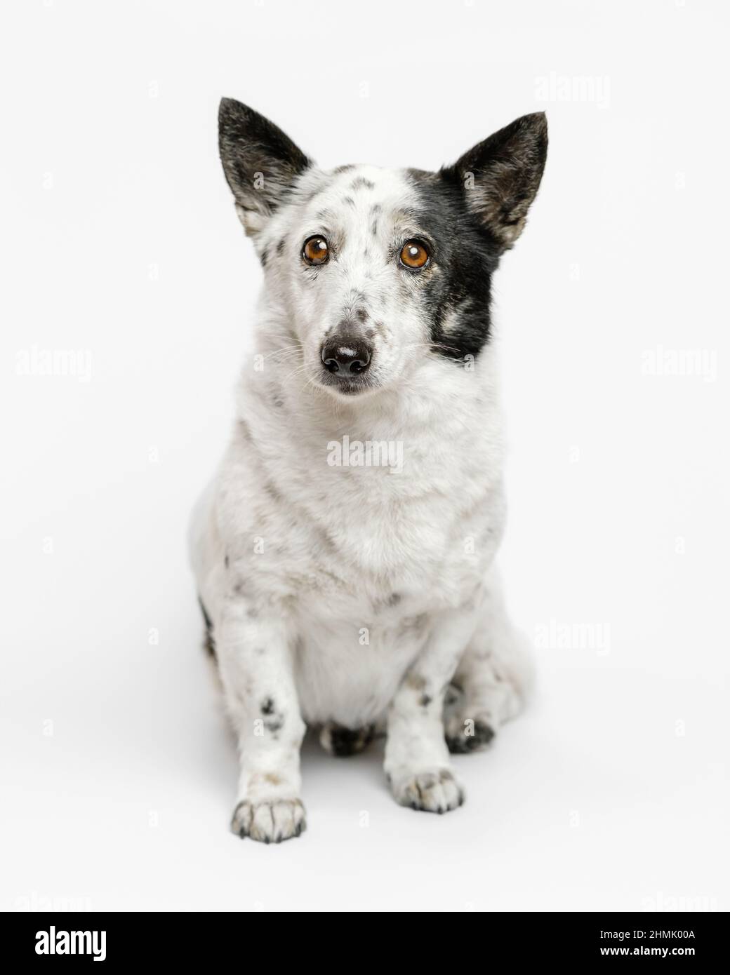 Portrait of a cute small black and white dog sitting on a white ...