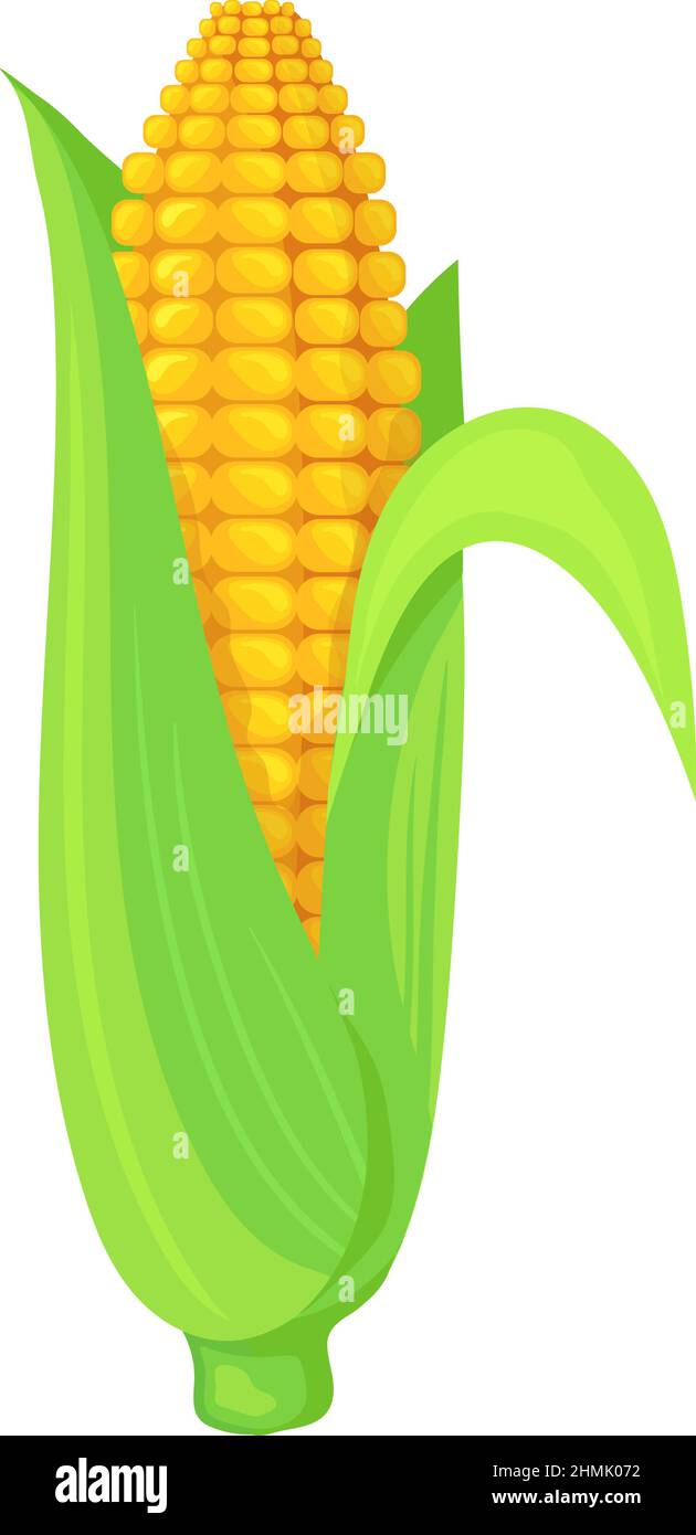 Corn cob in green leaves. Cartoon maize crop isolated on white background  Stock Vector Image & Art - Alamy