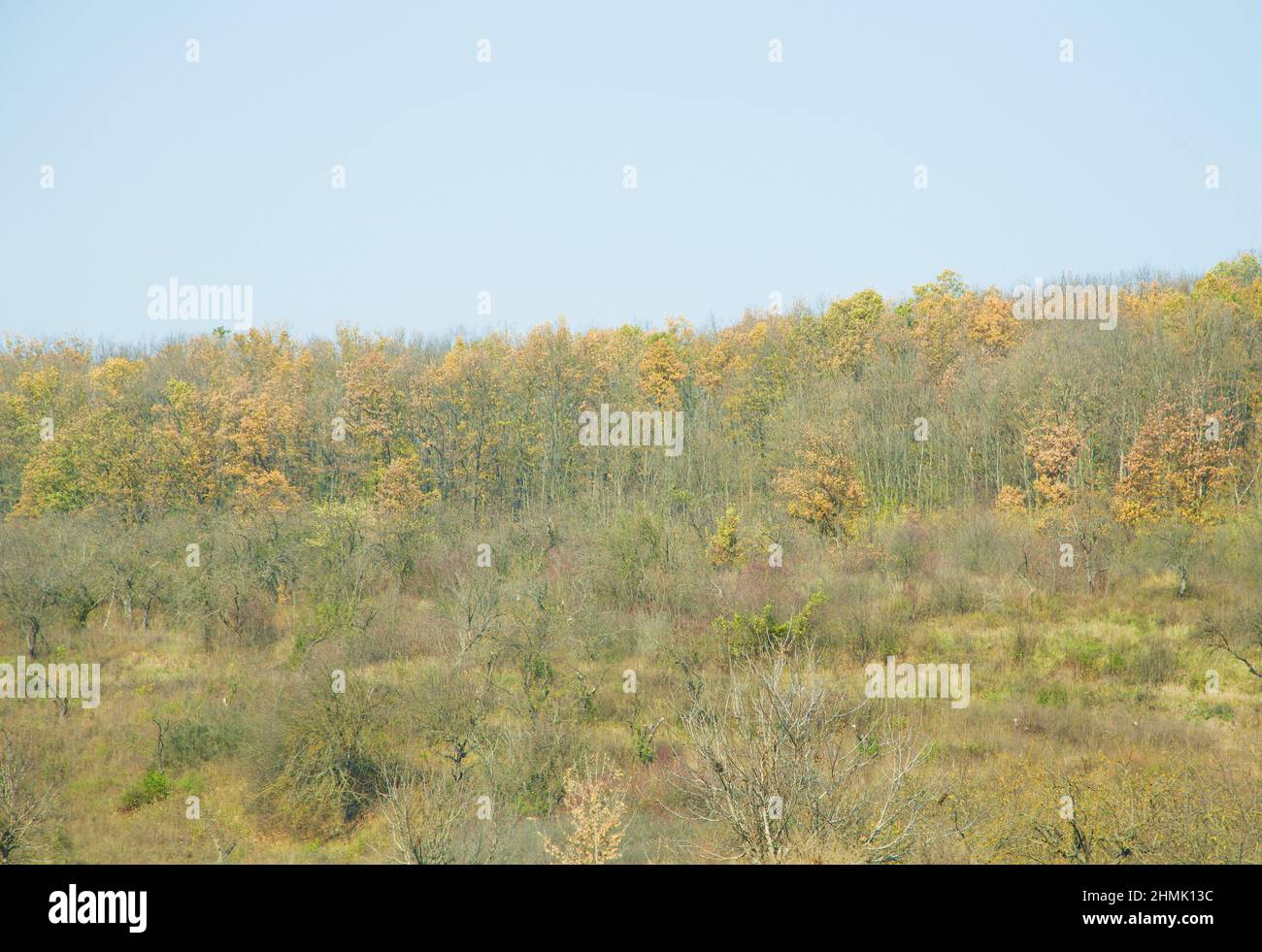 Autumn forest with blue sky. Whole background Stock Photo - Alamy