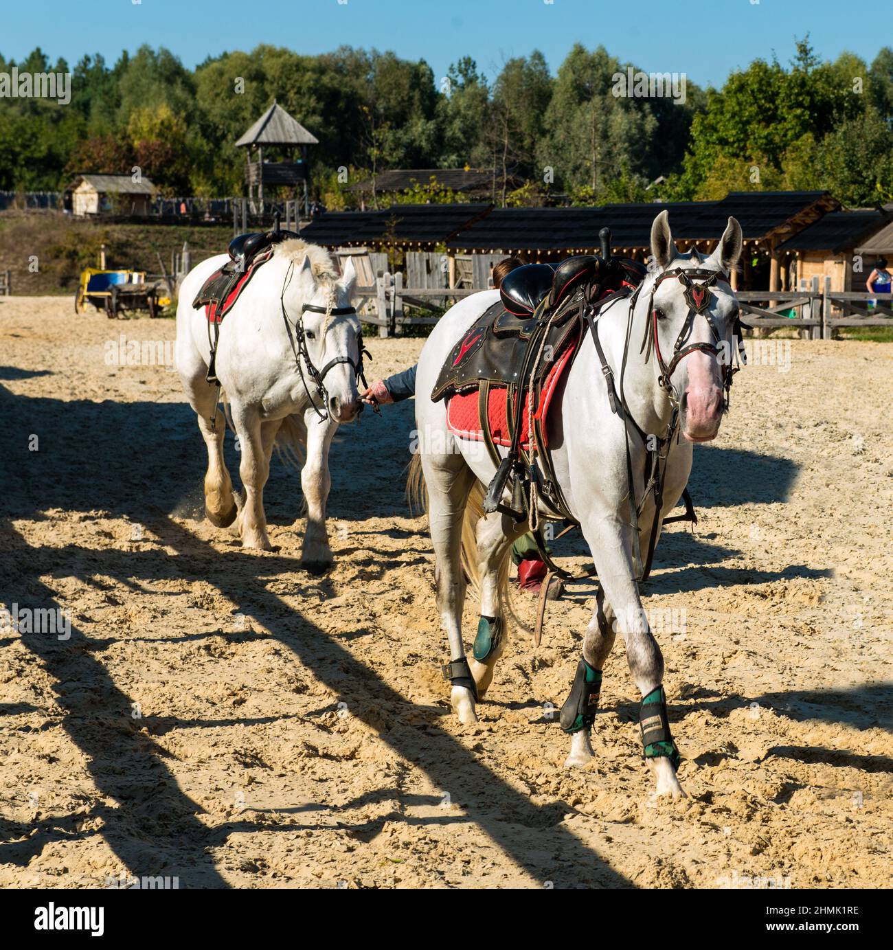 Two white horses before racing. Two white horse is before racing on the stadium. Stock Photo