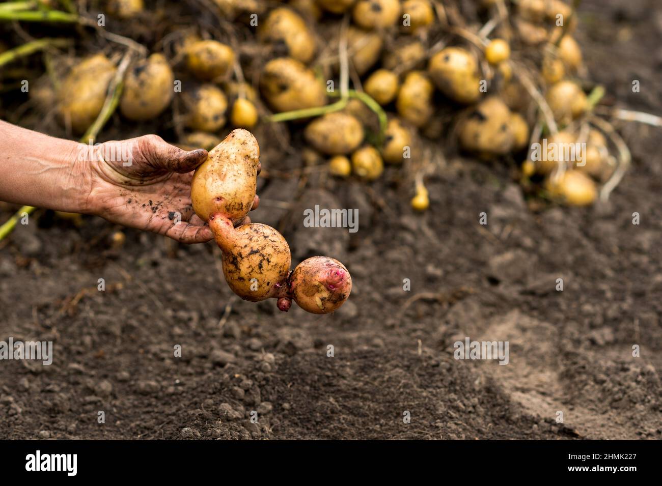 A farmer's hand holds fused potato tubers against the background of a pile of harvested crops. Background. The concept of non-standard vegetables. Stock Photo