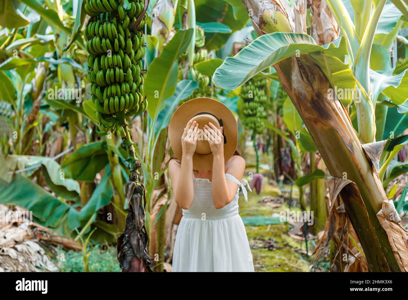 Unrecognizable woman traveler in dress covered face with hat stand in Banana plantation, tropical garden, jungle or farm. Green tourism, exotic fruits Stock Photo