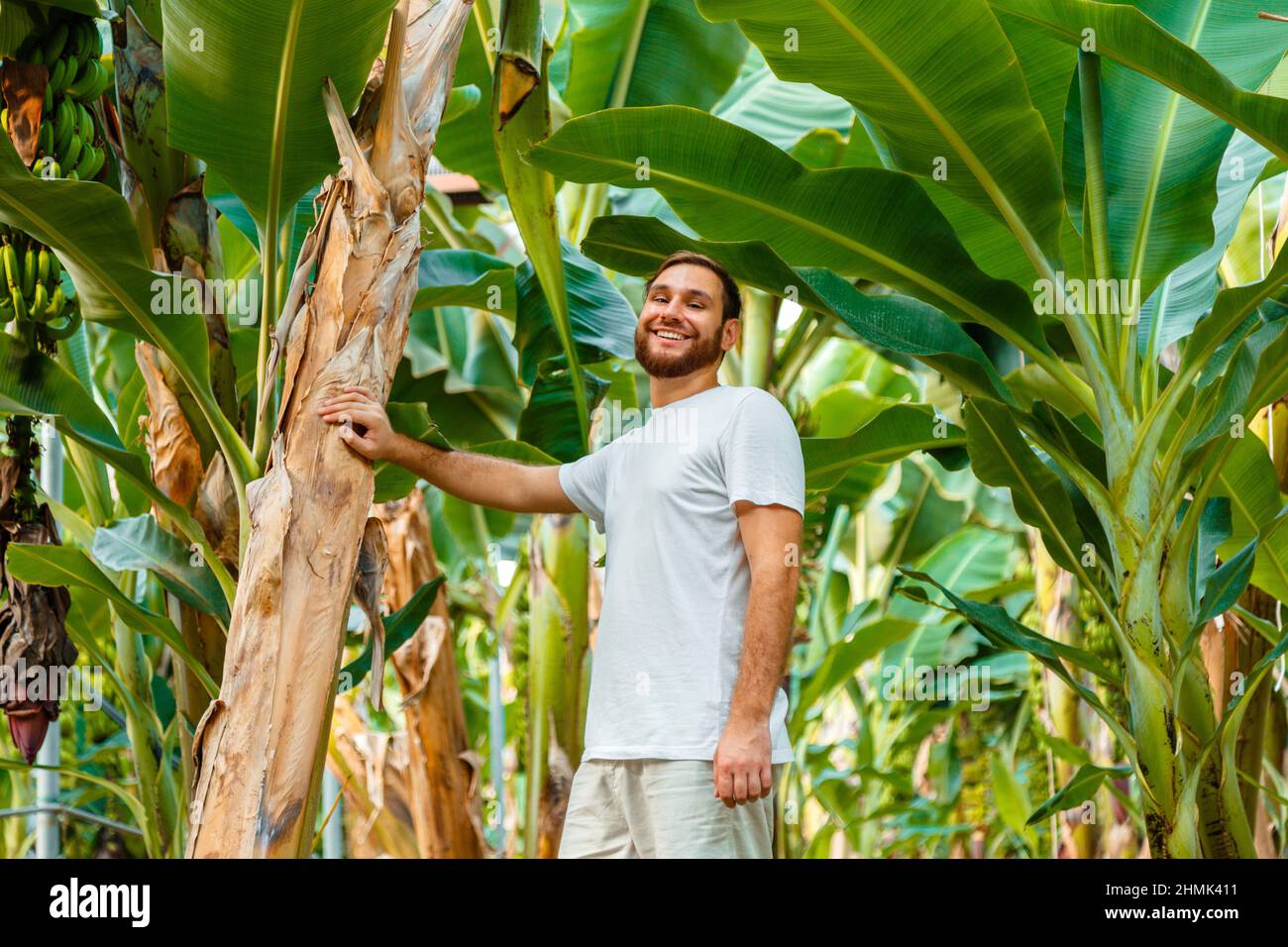Happy man jungle portrait. Farmer agronomist or happy male tourist portrait near young palm banana trees on banana plantation, banana farm, tropical Stock Photo