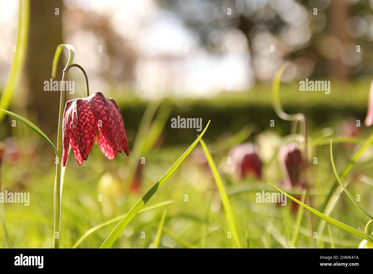 a beautiful purple fritillary flower closeup in a green field in the sunshine in springtime closeup Stock Photo