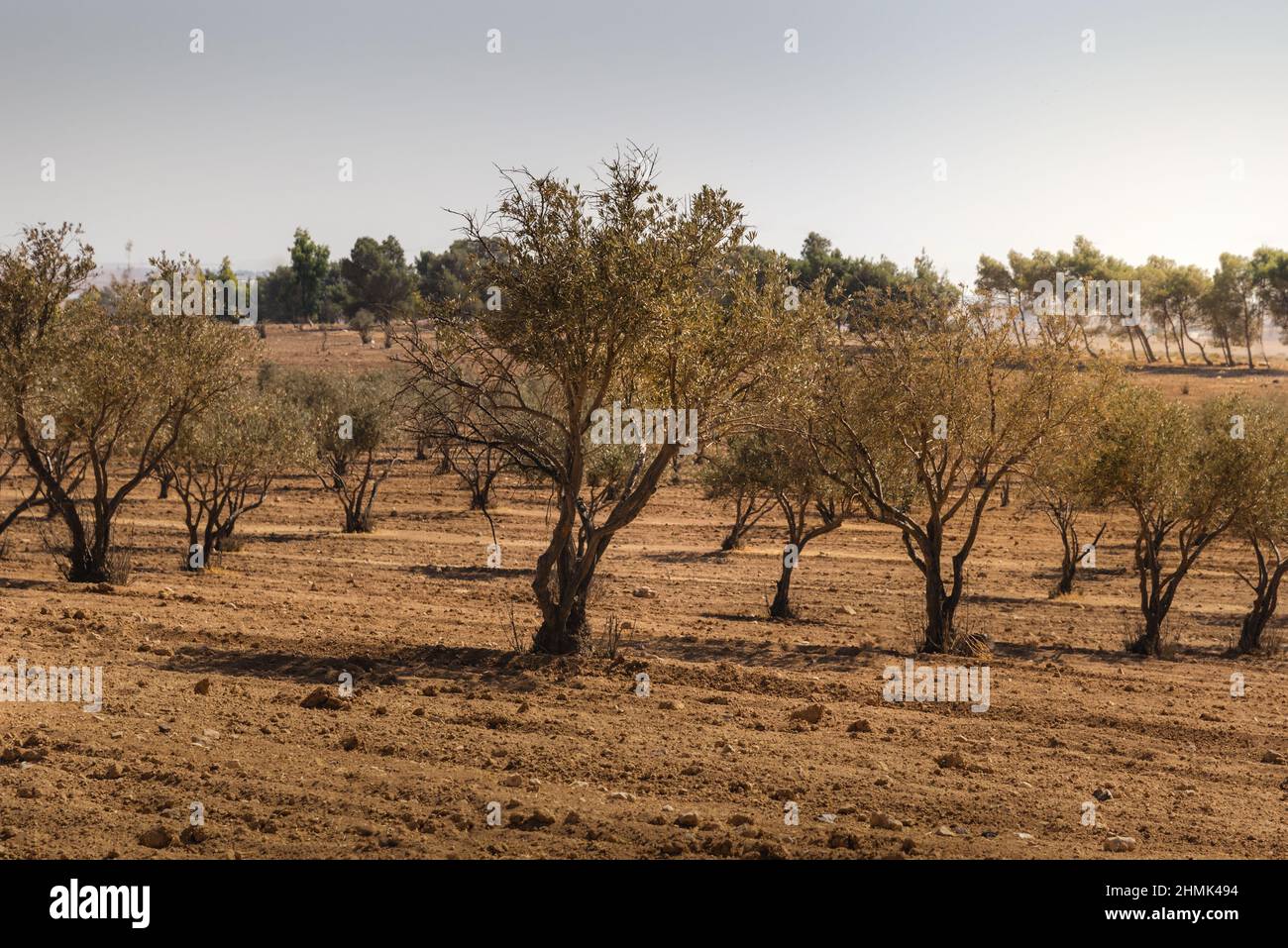 Olive trees in jordan Stock Photo Alamy