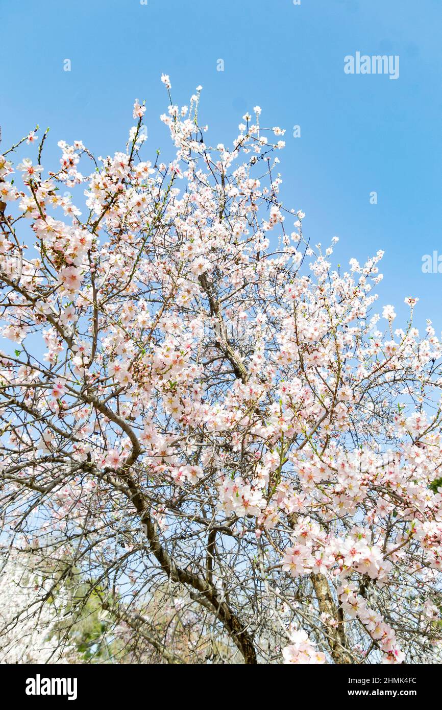 Almond blossoms. Almond tree full of white flowers on its branches