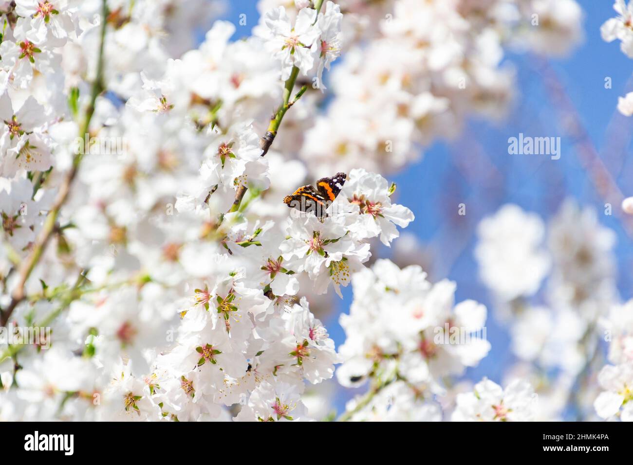 Butterfly on flowers. Atalanta butterfly (Vanessa atalanta) on the white flowers of almond trees in El Retiro Park in Madrid, in Spain. Blue sky. Stock Photo