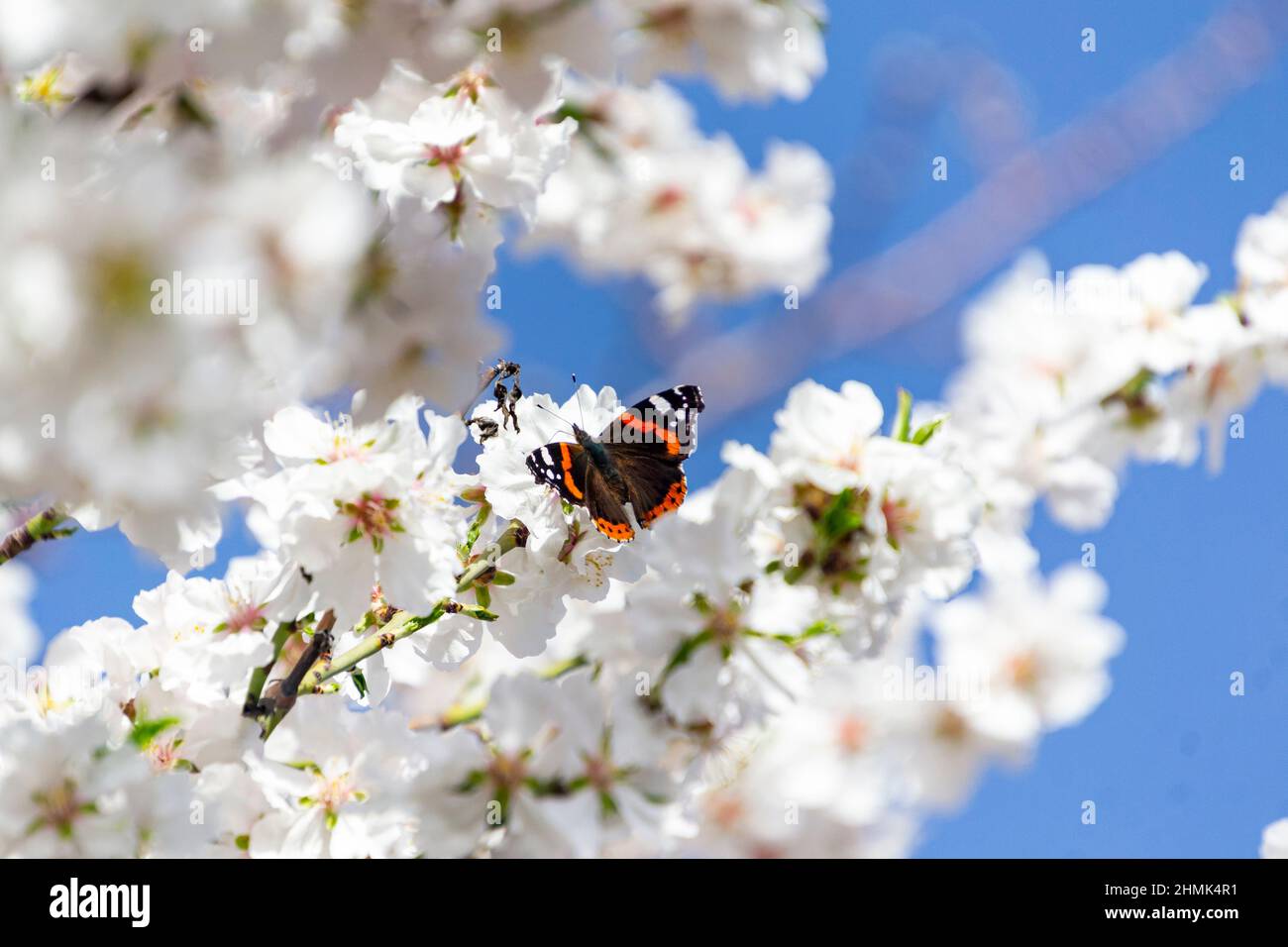 Butterfly on flowers. Atalanta butterfly (Vanessa atalanta) on the white flowers of almond trees in El Retiro Park in Madrid, in Spain. Blue sky. Stock Photo