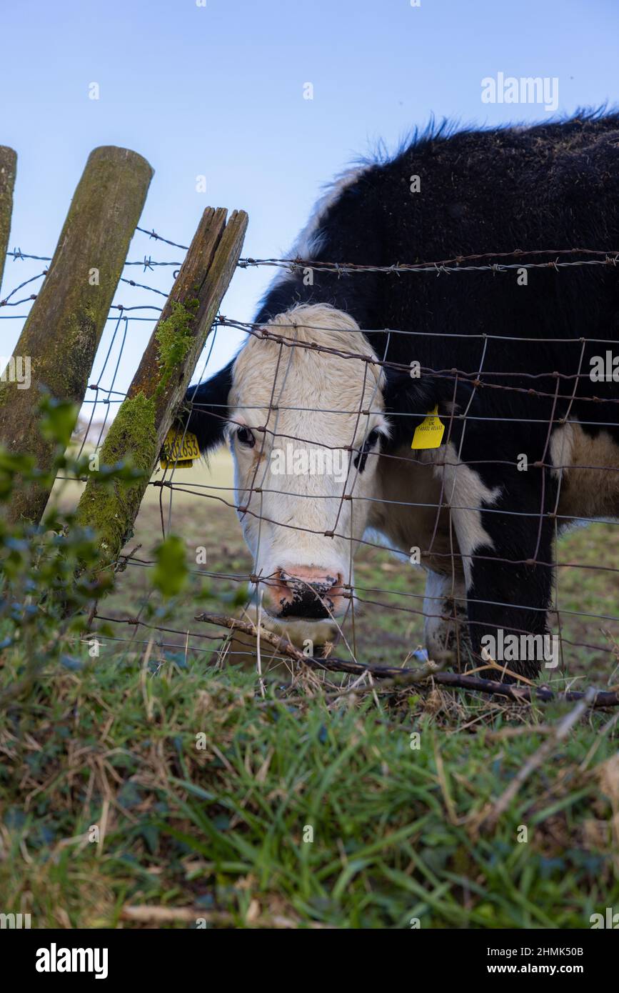 Vertical shot of a cow grazing grass in a rural area behind the fence ...