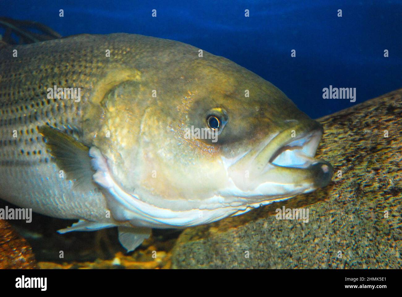 Striped bass morone saxatilis hi-res stock photography and images - Alamy