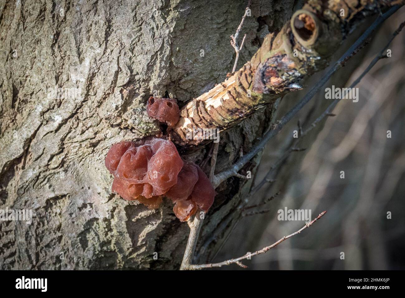 on the tree grows the reddish brown tree mushroom Judas ear Stock Photo