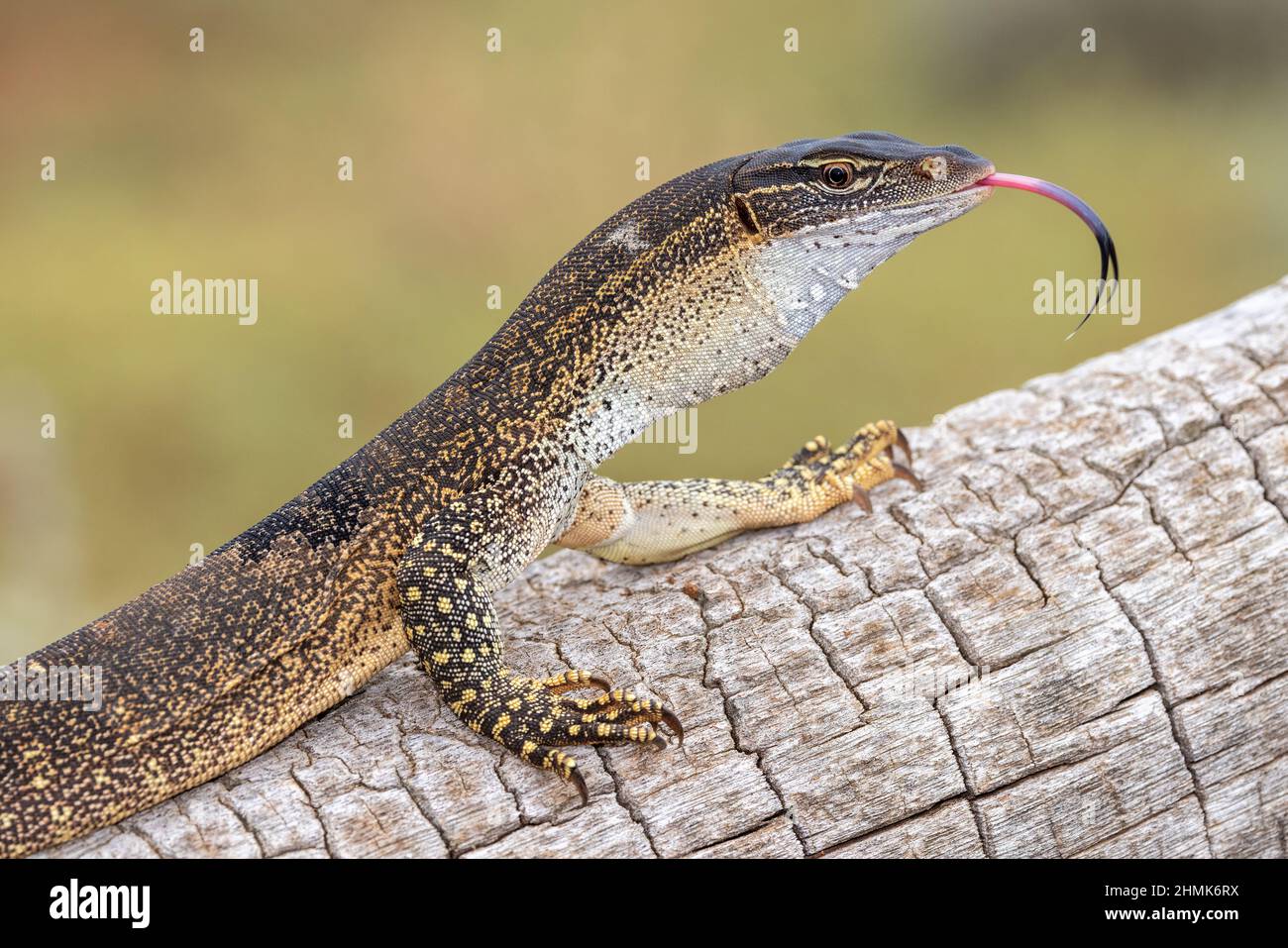 Gould's or Sand Monitor flickering it's Tongue Stock Photo