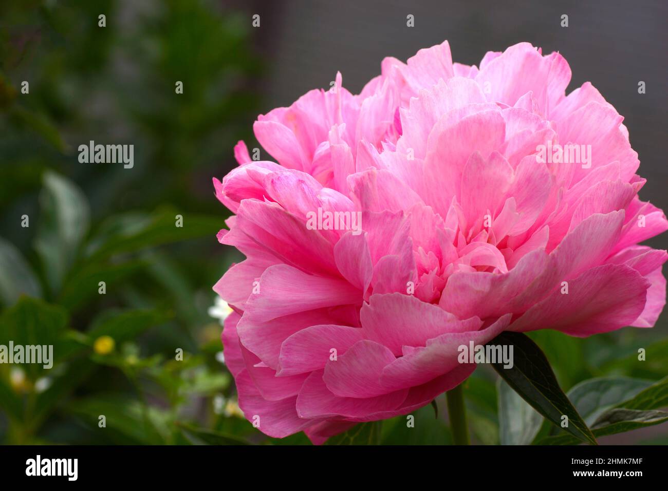 Paeonia  Joker.  Double pink peony flower. Stock Photo