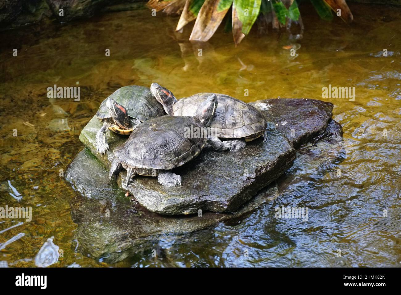 Turtles on a Rock in a Pond Stock Photo