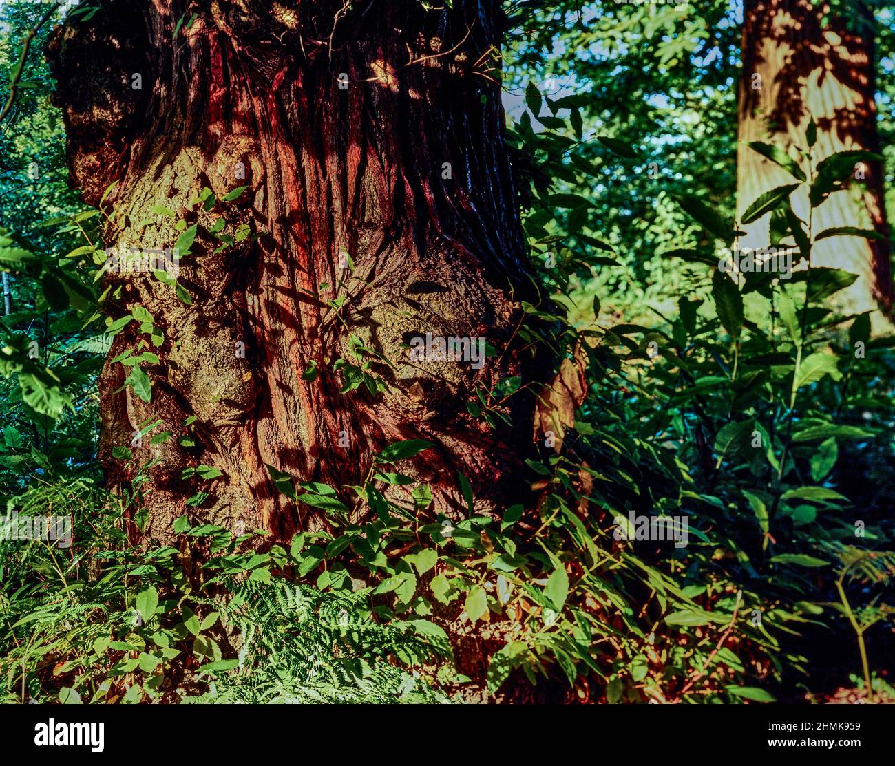 Patterns And Textures In Nature