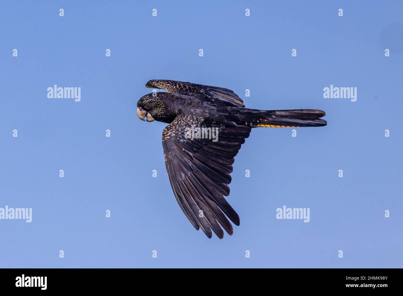 Australian Redtailed Black Cockatoo in flight Stock Photo Alamy