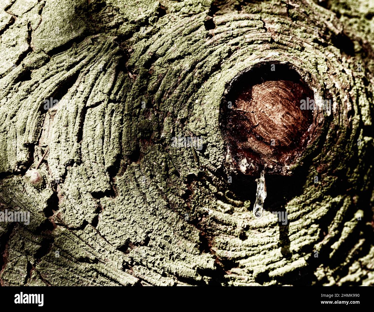 Patterns and textures in nature, intimate landscape of tree patterns ...