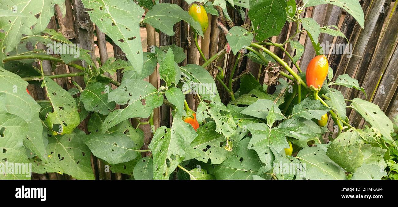 Qui Nem Jiló . . ., Scarlet Eggplant (Solanum aethiopicum),…