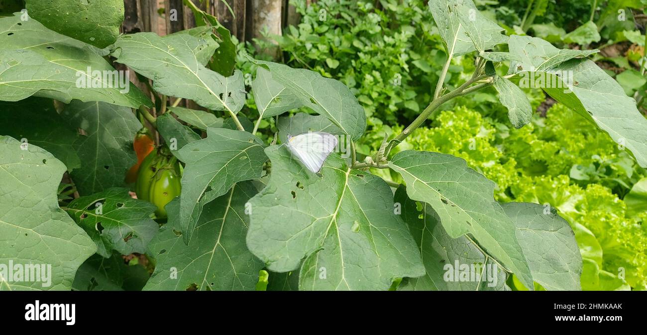 Scarlet eggplant (jiló) full screen, top view. Formerly Solanum gilo, now  considered a group of cultivars of Solanum aethiopicum, is the fruit of the  herbaceous plant Jiloeiro. Cultivated in Brazil. Stock Photo