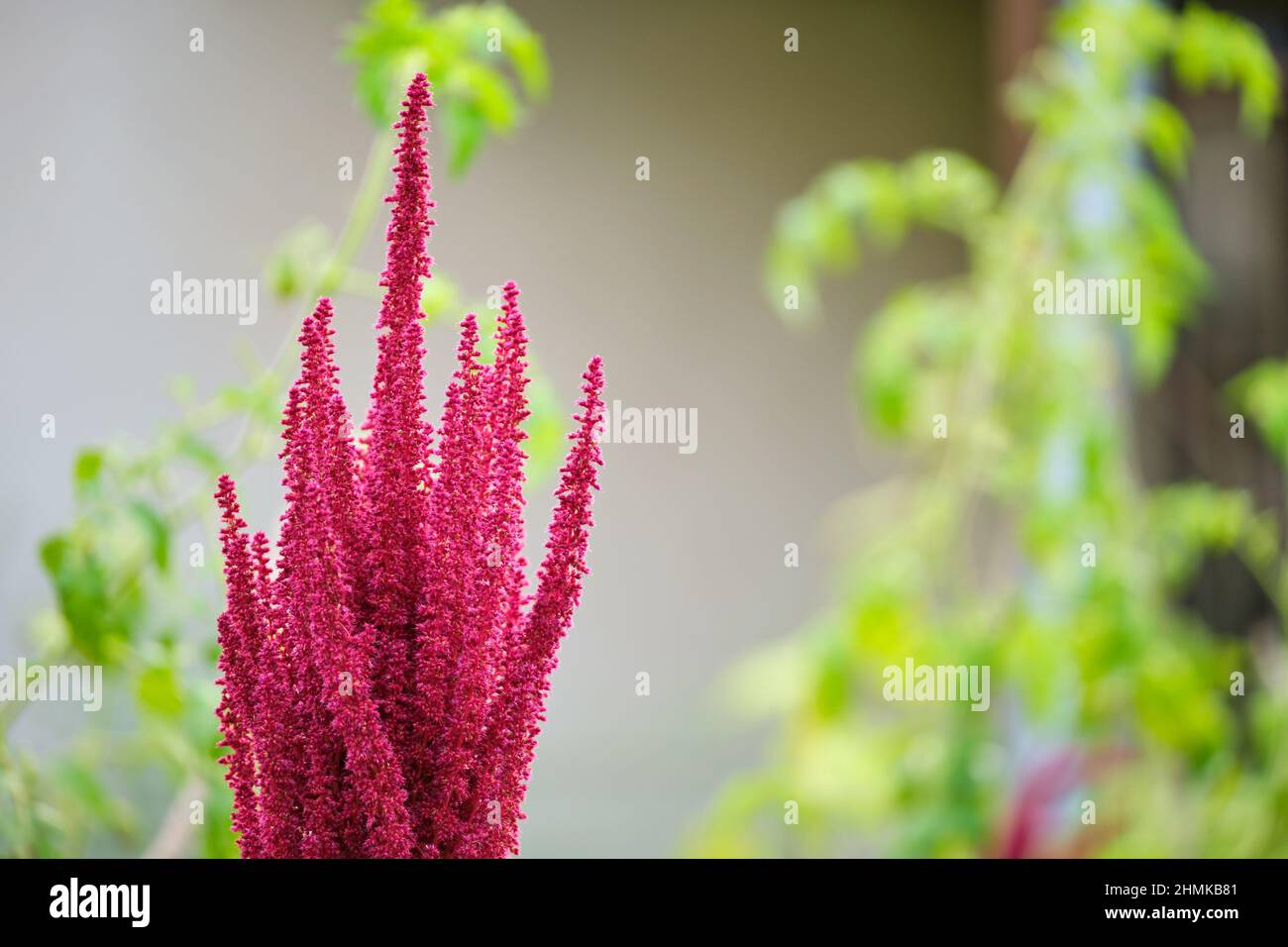 Indian red amaranth plant growing in summer garden. Leaf vegetable