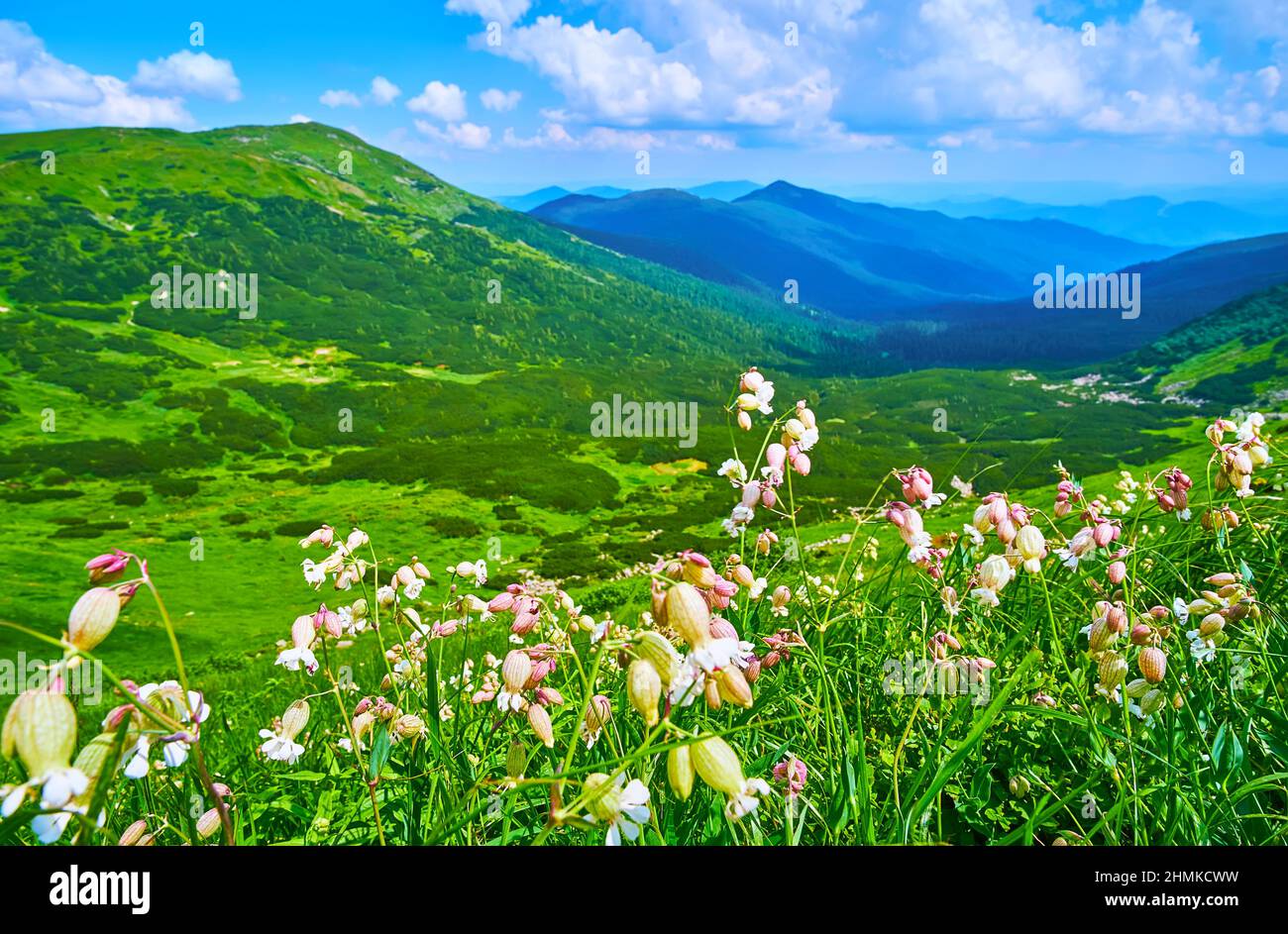 The wildflowers on the mountain meadow - blooming Silene vulgaris (maidenstears, bladder campion) on the slope of Mount Pip Ivan of Chornohora Mountai Stock Photo