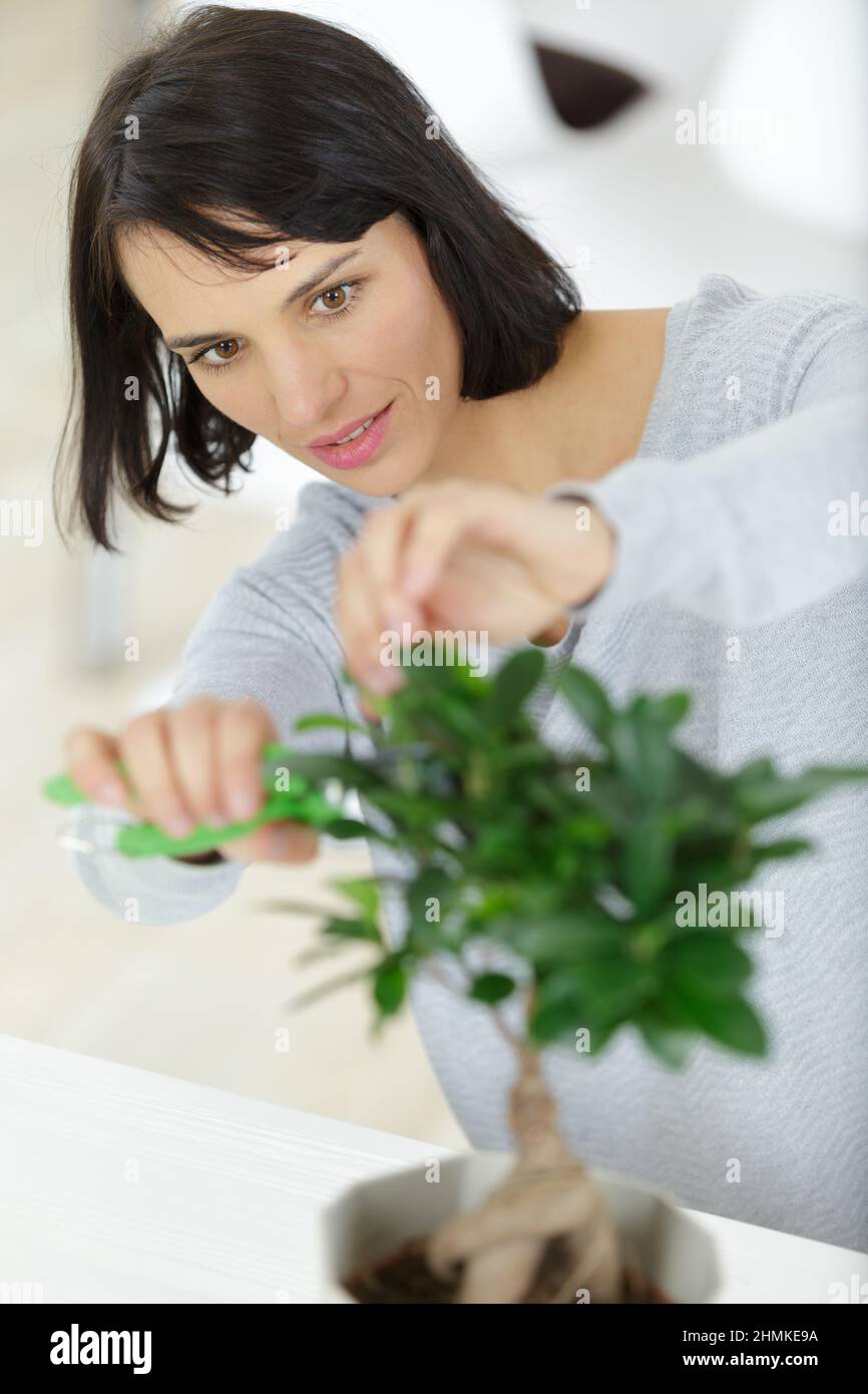 bonsai equipment and step making bonsai Stock Photo Alamy