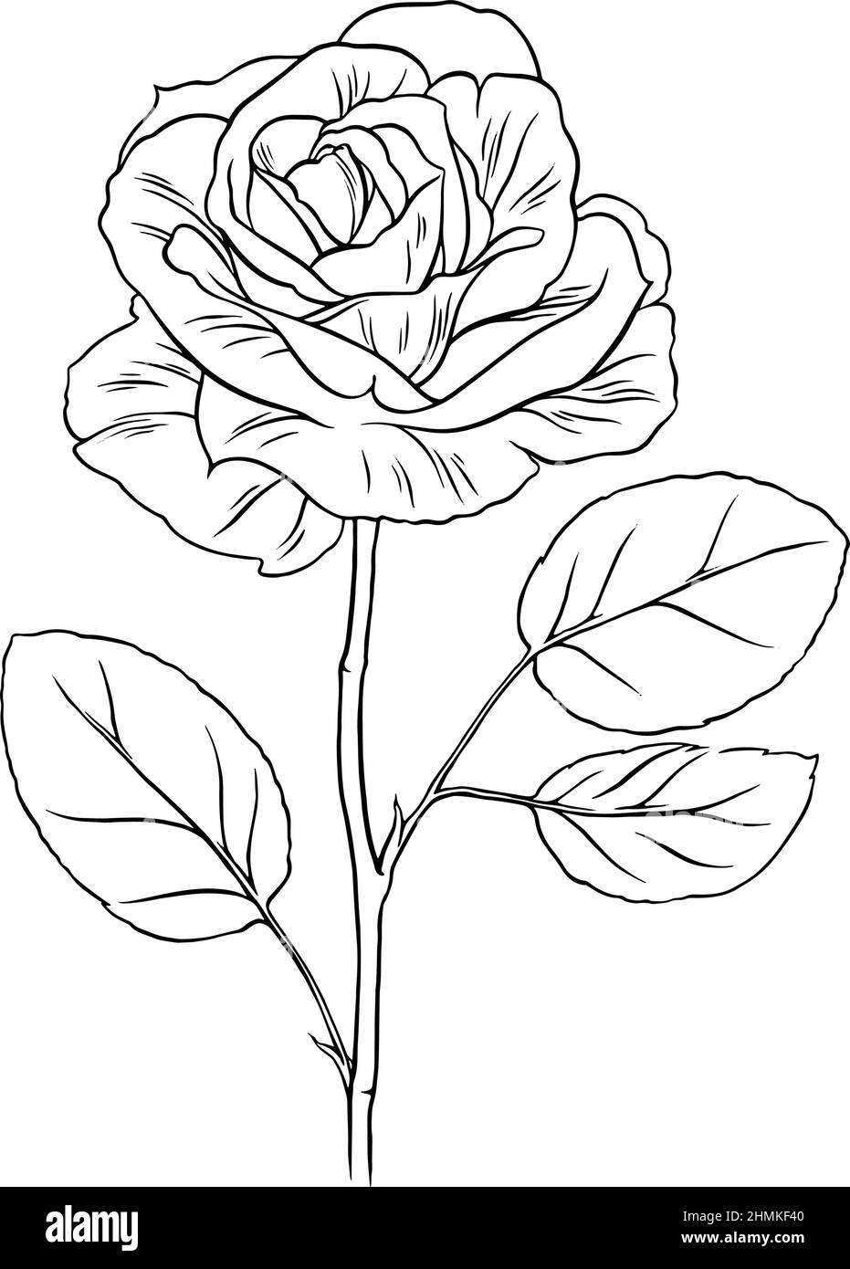Beautiful rose flower line art sketch illustration Stock Vector ...