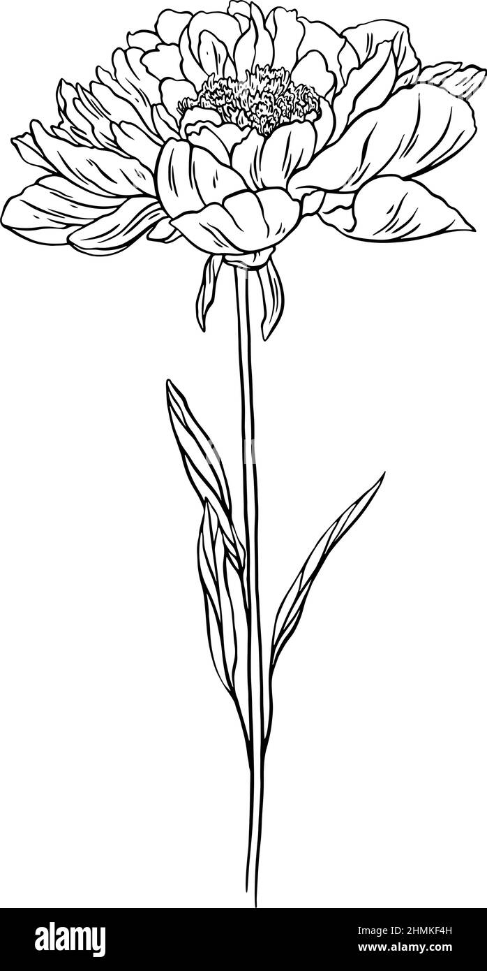 Beautiful peony flower line art sketch illustration Stock Vector