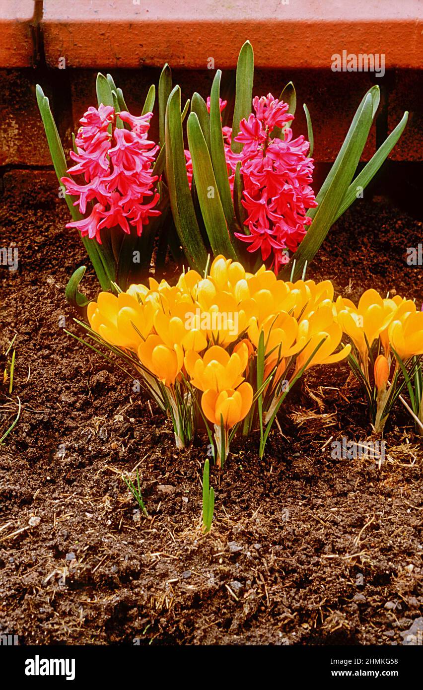 Group of yellow Crocus vernus with hyacinth Jan Boss behind. Spring flowering and fully hardy Stock Photo