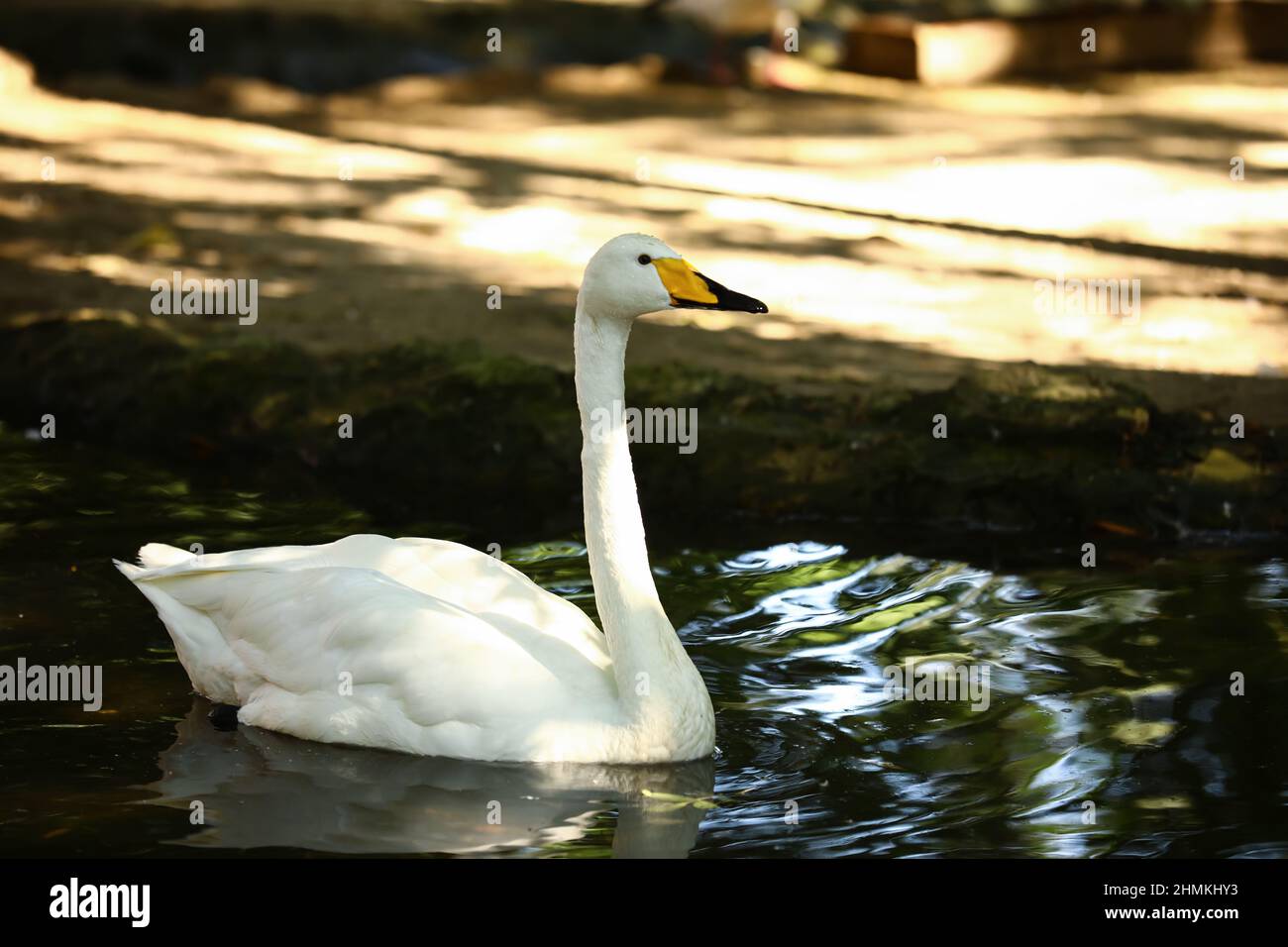 Beautiful white swan swimming in lake Stock Photo - Alamy