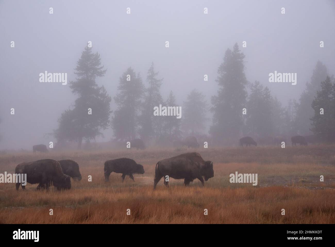 Bison herd and fog in Yellowstone National Park. Stock Photo
