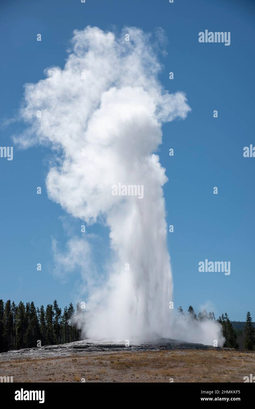 Old Faithful geyser erupting in Yellowstone National Park. Stock Photo