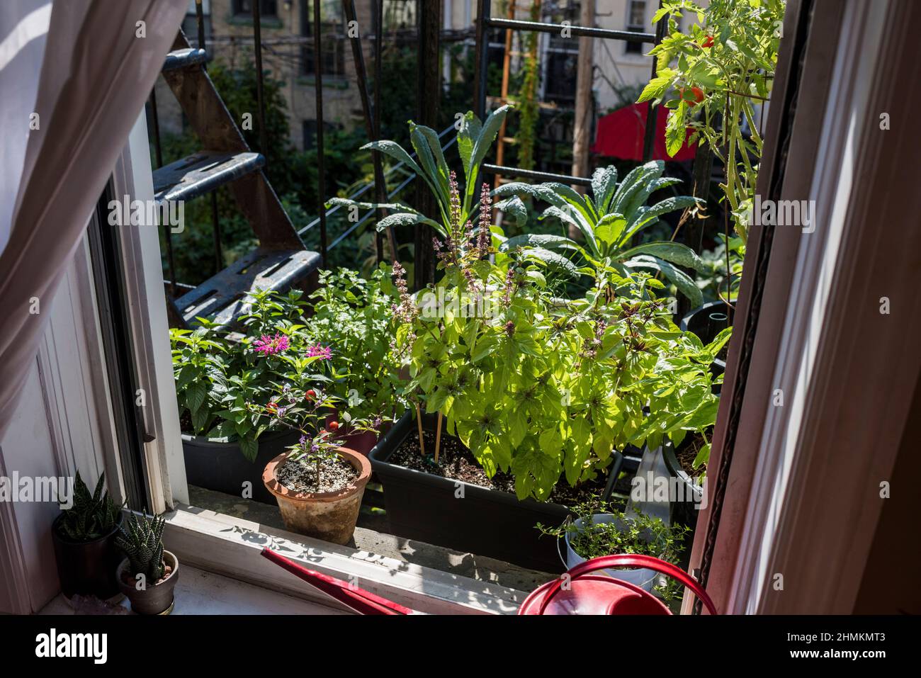Fire escape garden growing vegetable and herbs Stock Photo