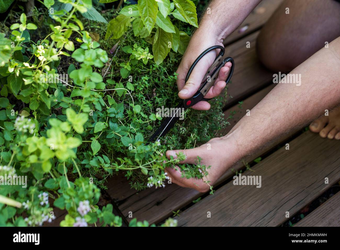 Man harvesting thyme from his home terrace garden Stock Photo