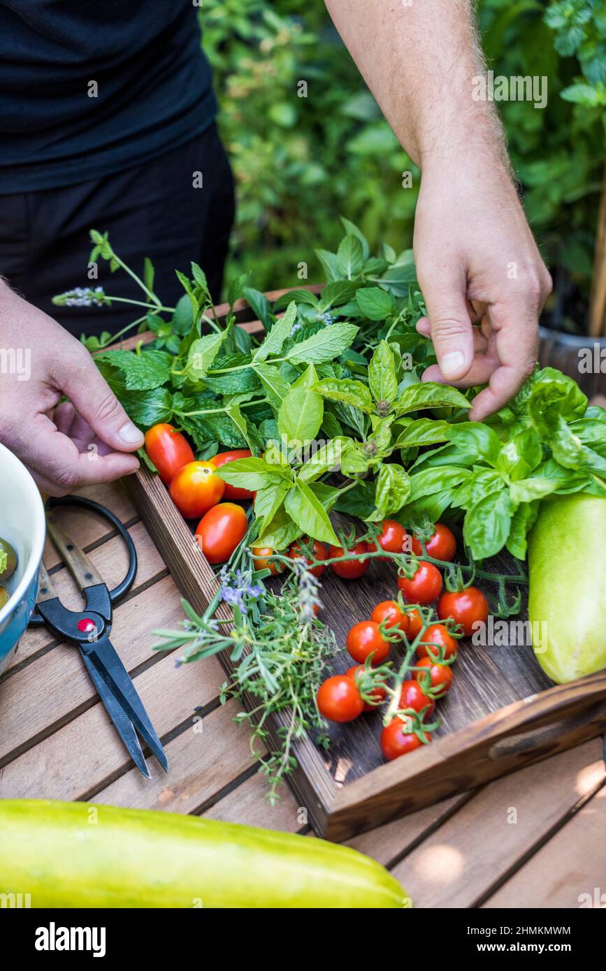 Man harvesting herbs, vegetables from his terrace garden Stock Photo