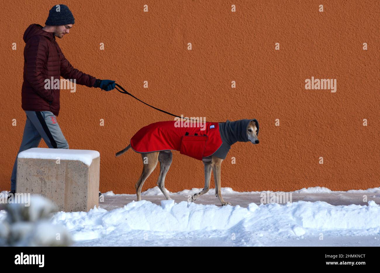 A  man walks his rescue greyhound in Santa Fe, New Mexico. The dog is wearing a winter coat and neck warmer or dog snood made by Voyager K9 Apparel. Stock Photo