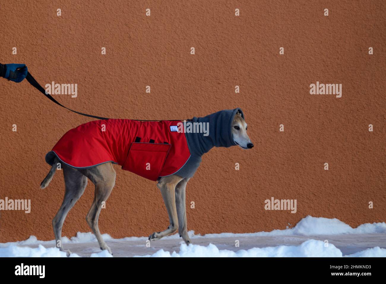 A  man walks his rescue greyhound in Santa Fe, New Mexico. The dog is wearing a winter coat and neck warmer or dog snood made by Voyager K9 Apparel. Stock Photo