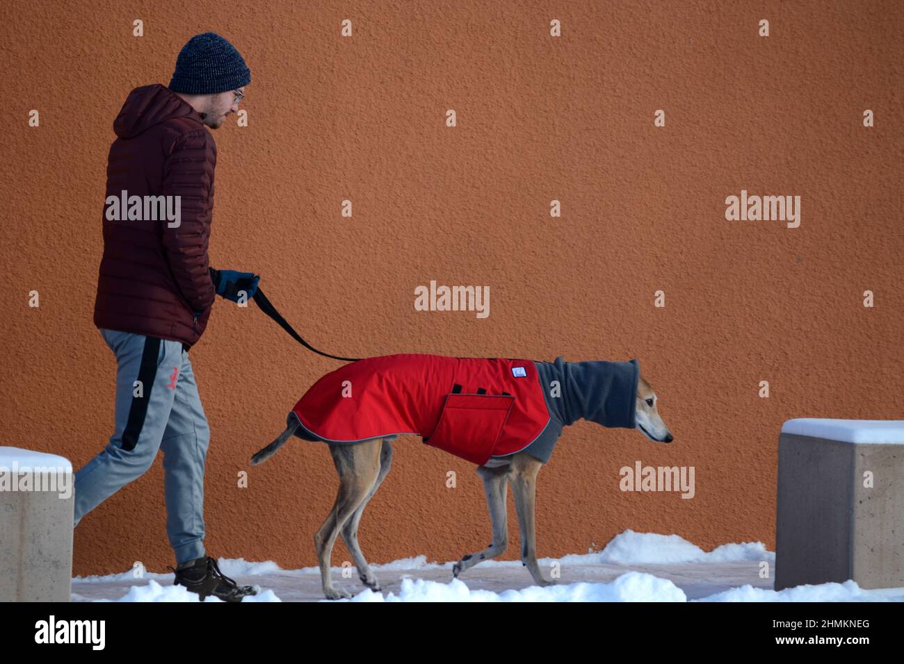 A  man walks his rescue greyhound in Santa Fe, New Mexico. The dog is wearing a winter coat and neck warmer or dog snood made by Voyager K9 Apparel. Stock Photo