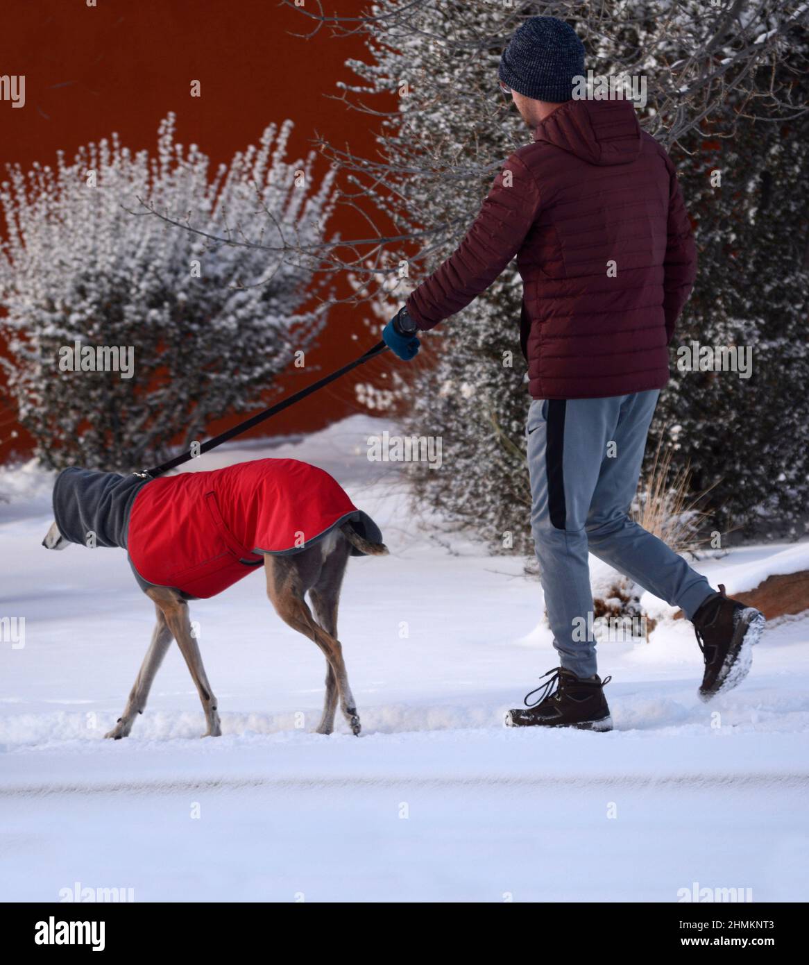 A  man walks his rescue greyhound in Santa Fe, New Mexico. The dog is wearing a winter coat and neck warmer or dog snood made by Voyager K9 Apparel. Stock Photo