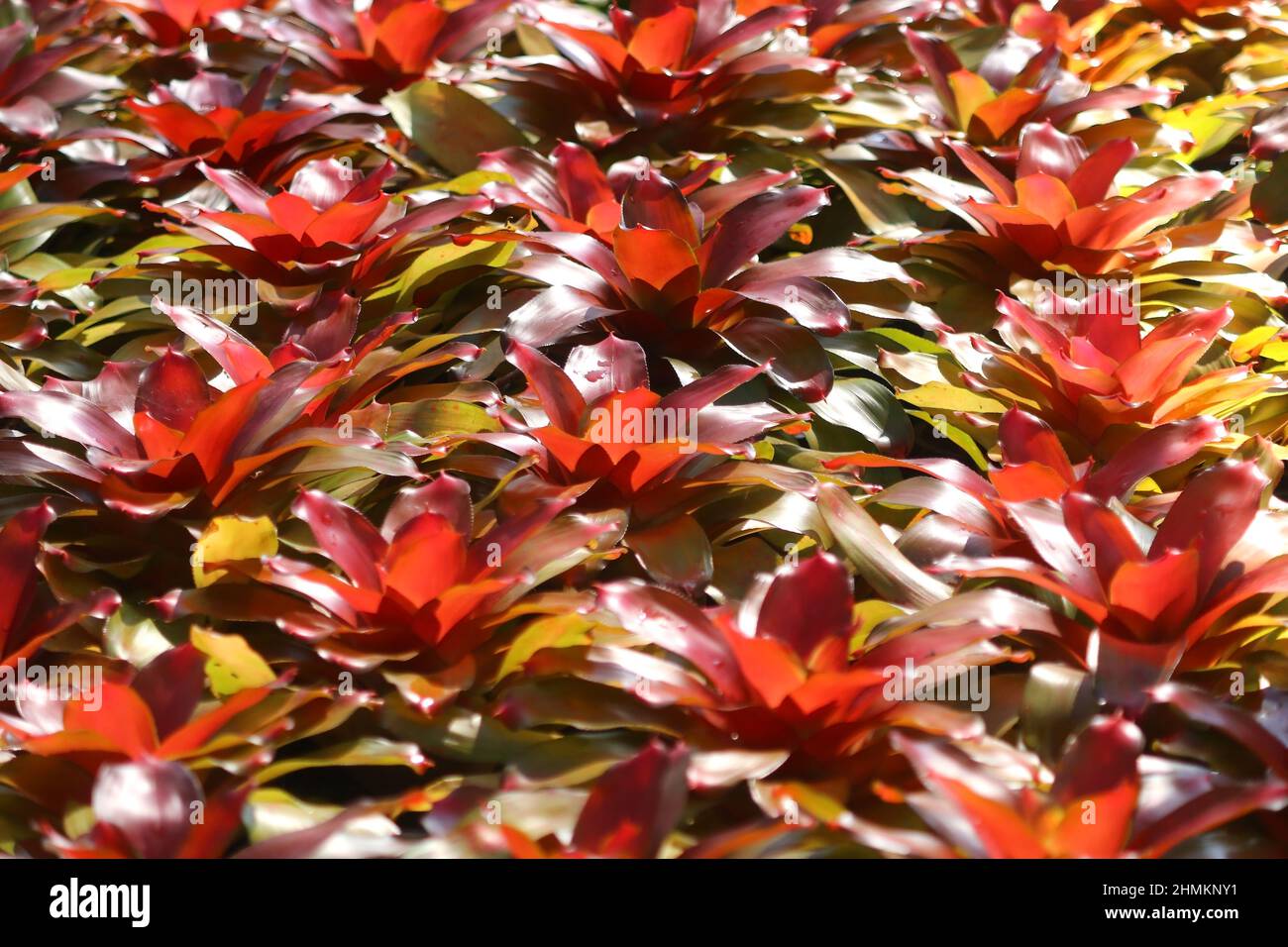 photo of bromeliad guzmania magnifica flower in garden Stock Photo