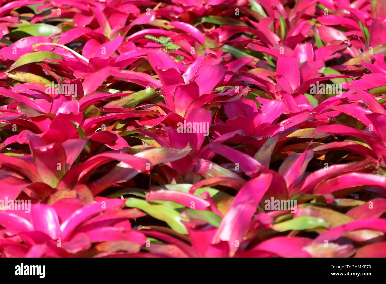 photo of bromeliad guzmania magnifica flower in garden Stock Photo